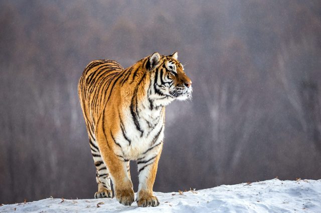 Tiger stands alertly on snowy ground, surrounded by blurred winter trees.