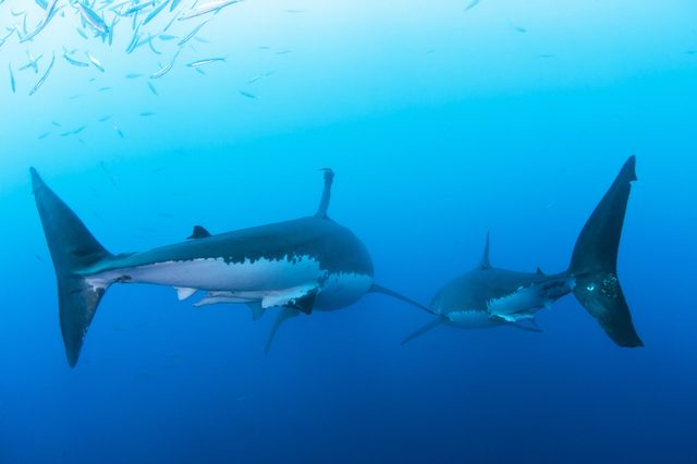Sharks swimming together in the deep blue ocean, surrounded by small fish, creating a serene underwater scene.
