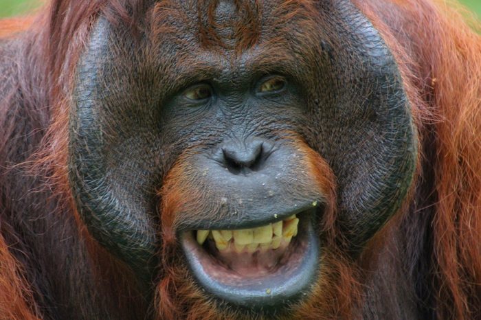 The orangutans are three extant species of great apes native to Indonesia and Malaysia. Orangutans are currently only found in the rainforests of Borneo and Sumatra.