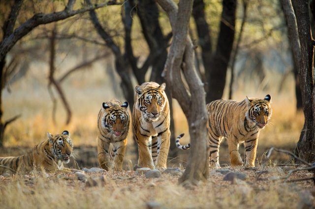 Four tigers walking through grass, surrounded by sparse trees in a natural, sunlit forest setting.
