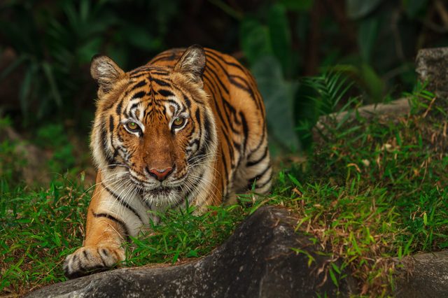A tiger crouches by rocks, surrounded by lush green foliage, staring intently ahead.