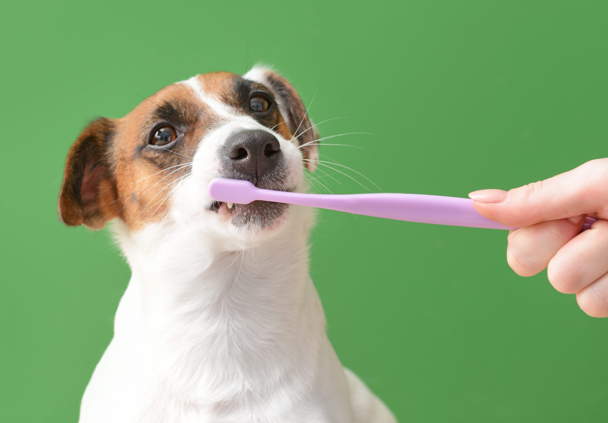 How Often Should You Be Brushing Your Dog’s Teeth?