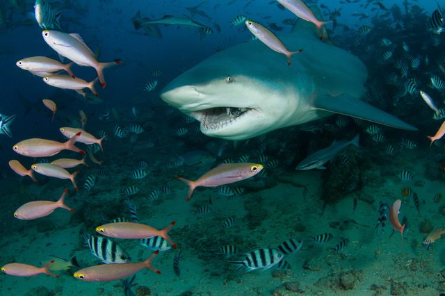 A shark swims among colorful fish in a vibrant underwater scene, with a sandy ocean floor.
