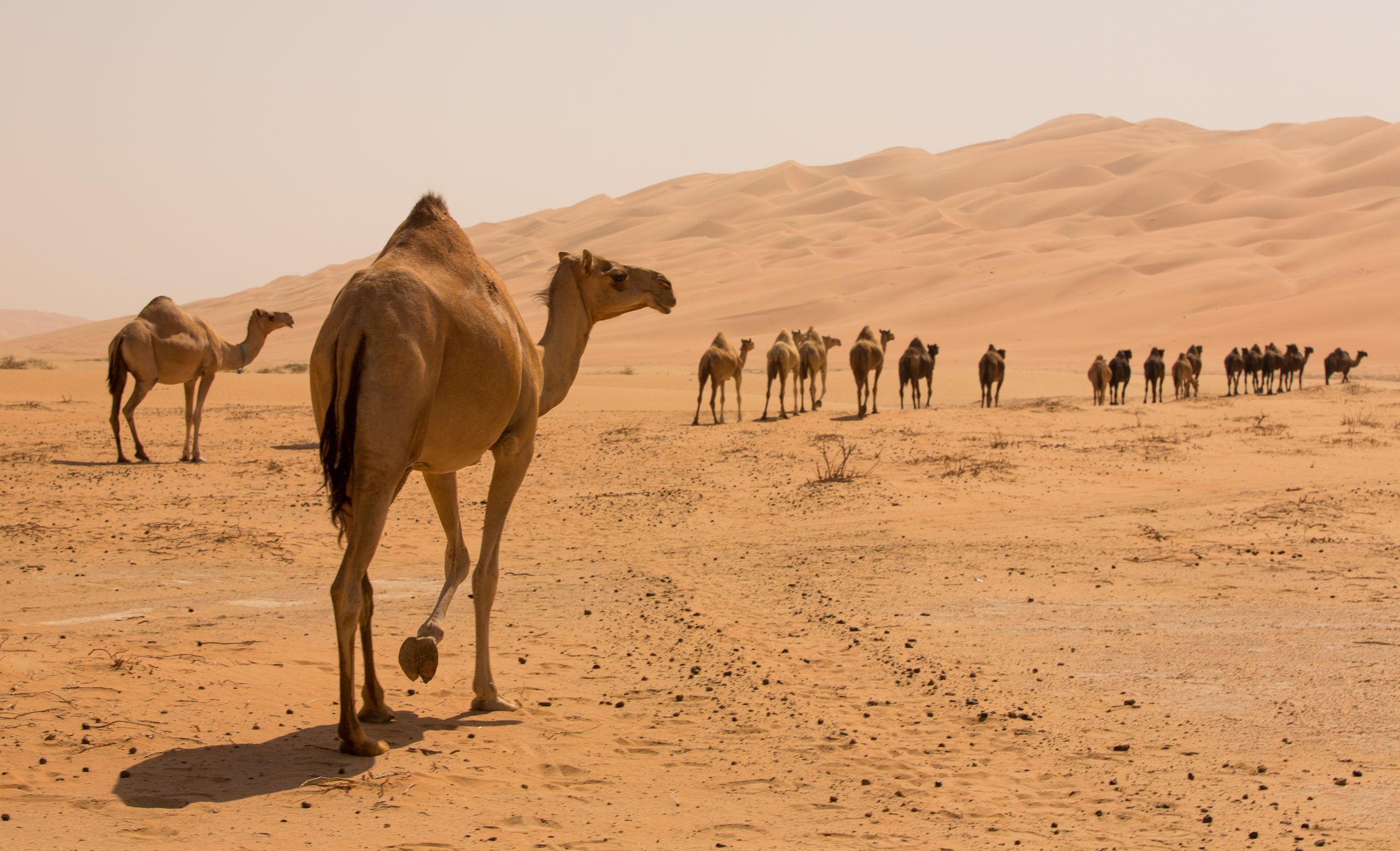 Group Of Camels walking in liwa desert in Abu Dhabi UAE