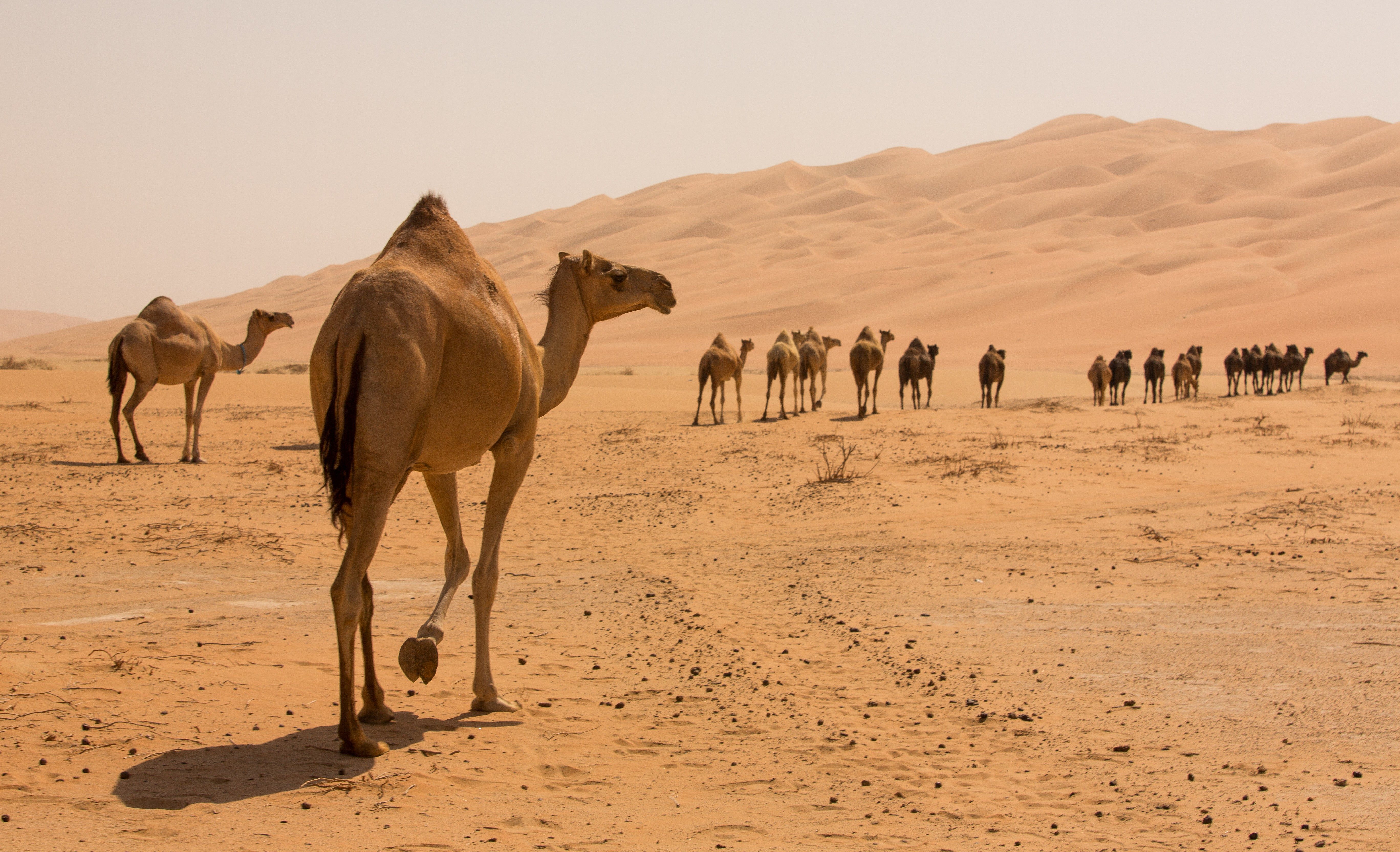 Camels walking in a line across a vast, sandy desert landscape under a clear sky.