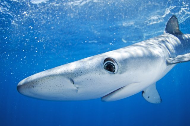 Shark swims gracefully underwater, surrounded by clear blue ocean with sunlight filtering through the water.