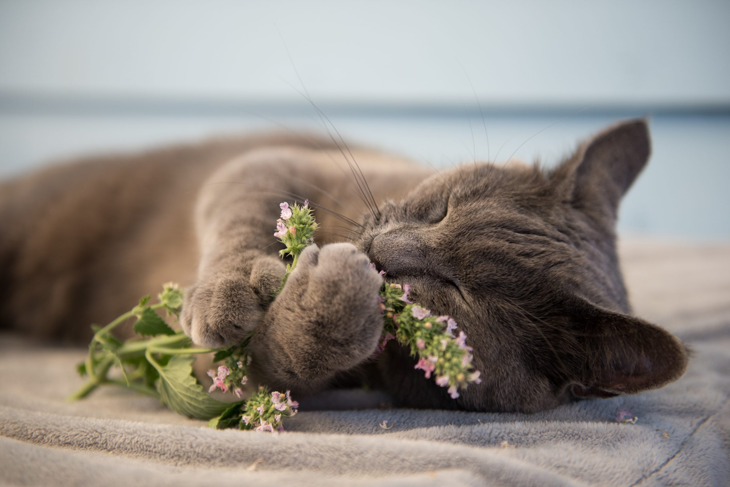 What Does Catnip Do to Cats?