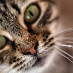 Cat's face close-up with green eyes and prominent whiskers in a blurred background.