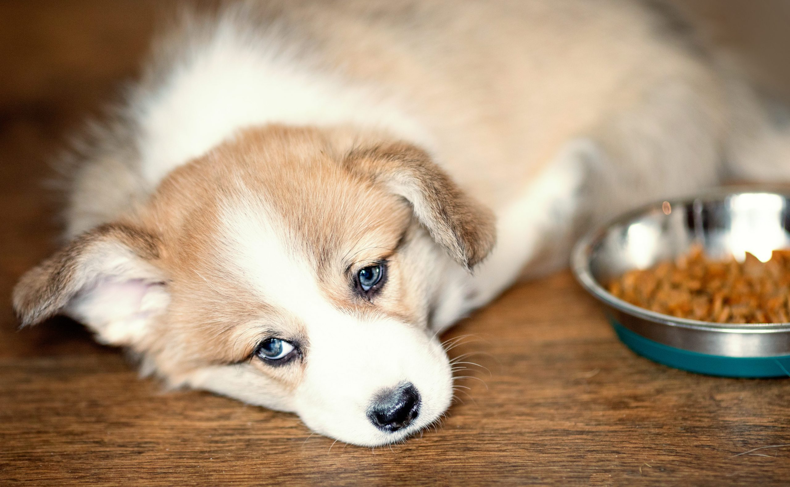 Why Is My Dog Not Eating?