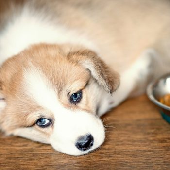 A puppy lies on wooden floor beside a metal bowl filled with dry dog food, appearing calm and slightly sleepy.