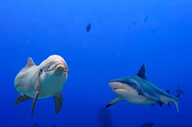 Dolphin and shark swimming together in clear blue water, surrounded by a few smaller fish in the background.