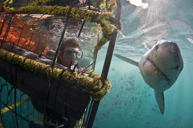 A diver observes a shark approaching the metal cage underwater, surrounded by schools of fish in clear blue water.