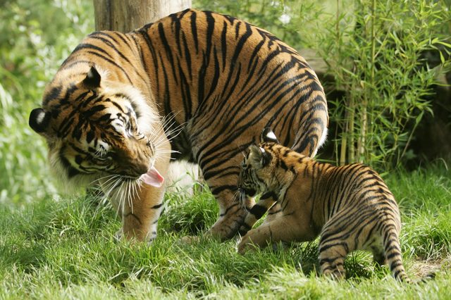 Tiger gently nuzzles cub, surrounded by lush green grass and bamboo in a natural setting.