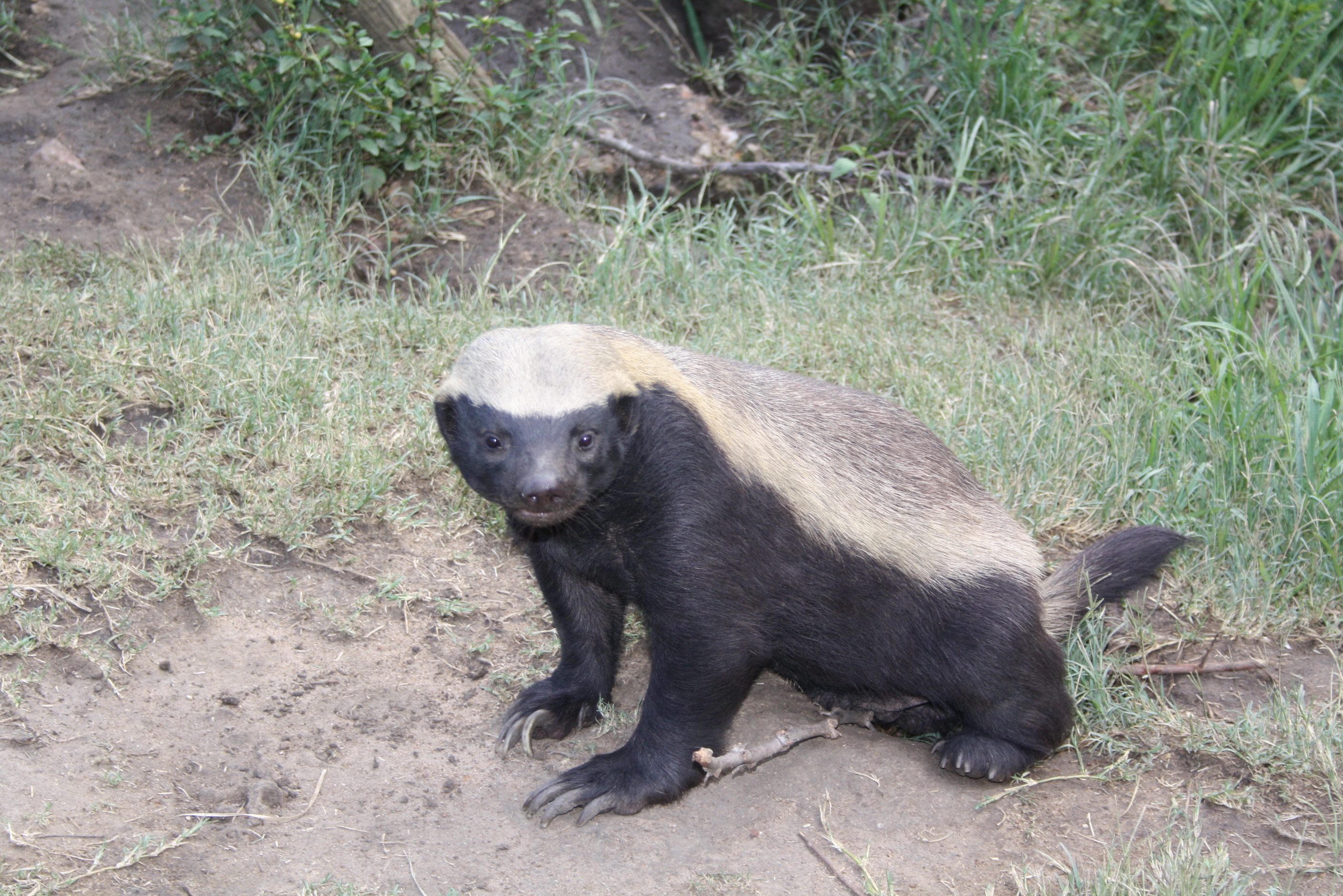 A honey badger stands on dirt and grass, looking forward in an outdoor setting with various plants around.