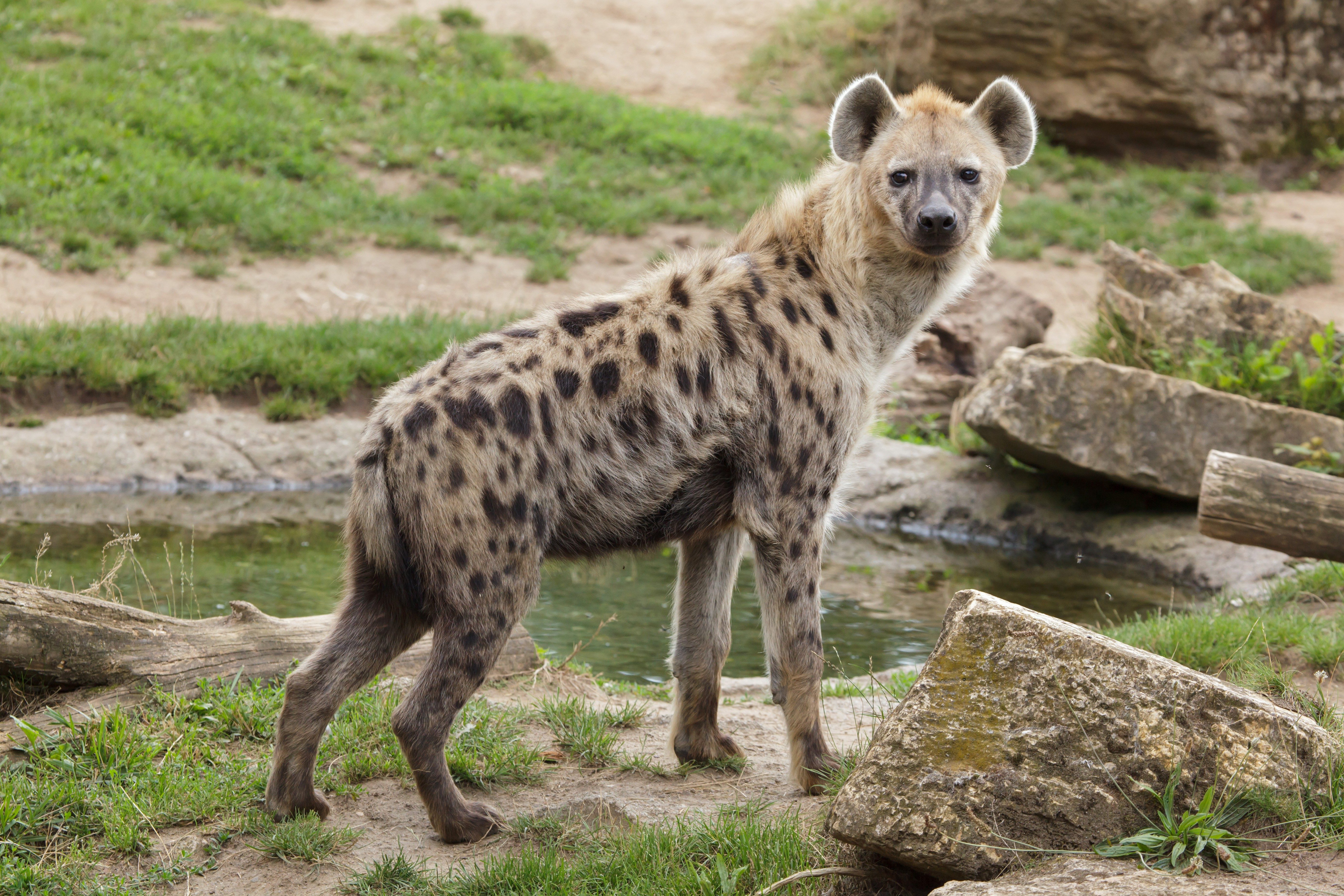 Spotted hyena stands alert beside a small pond, surrounded by rocks and grass.