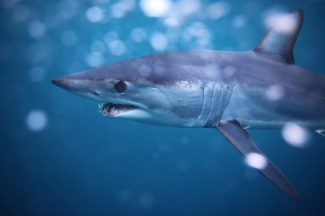 Shark swimming through blue ocean water, surrounded by bubbles and light reflections.