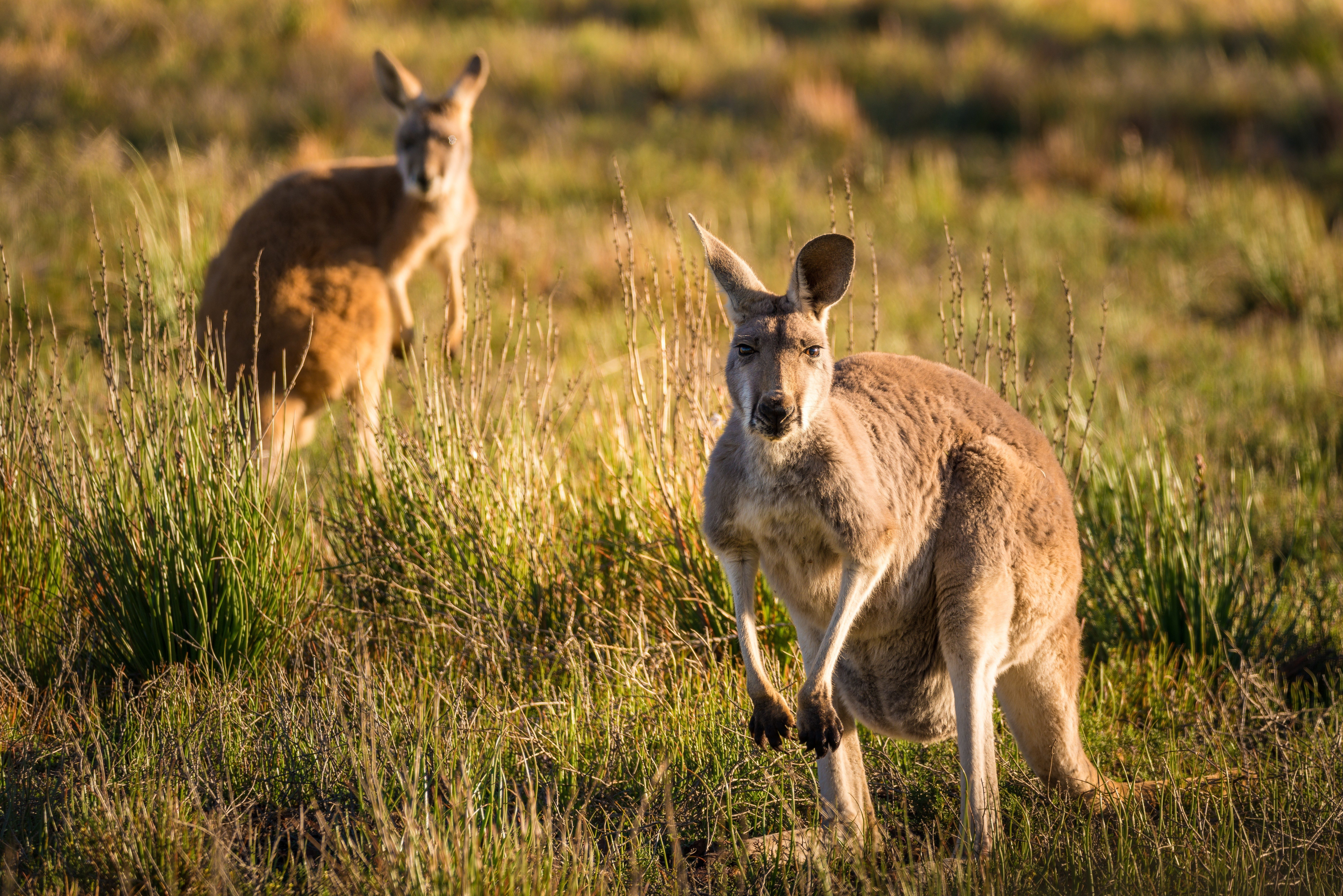 Kangaroo standing alertly in sunlight, with another in the background, surrounded by grassy field.
