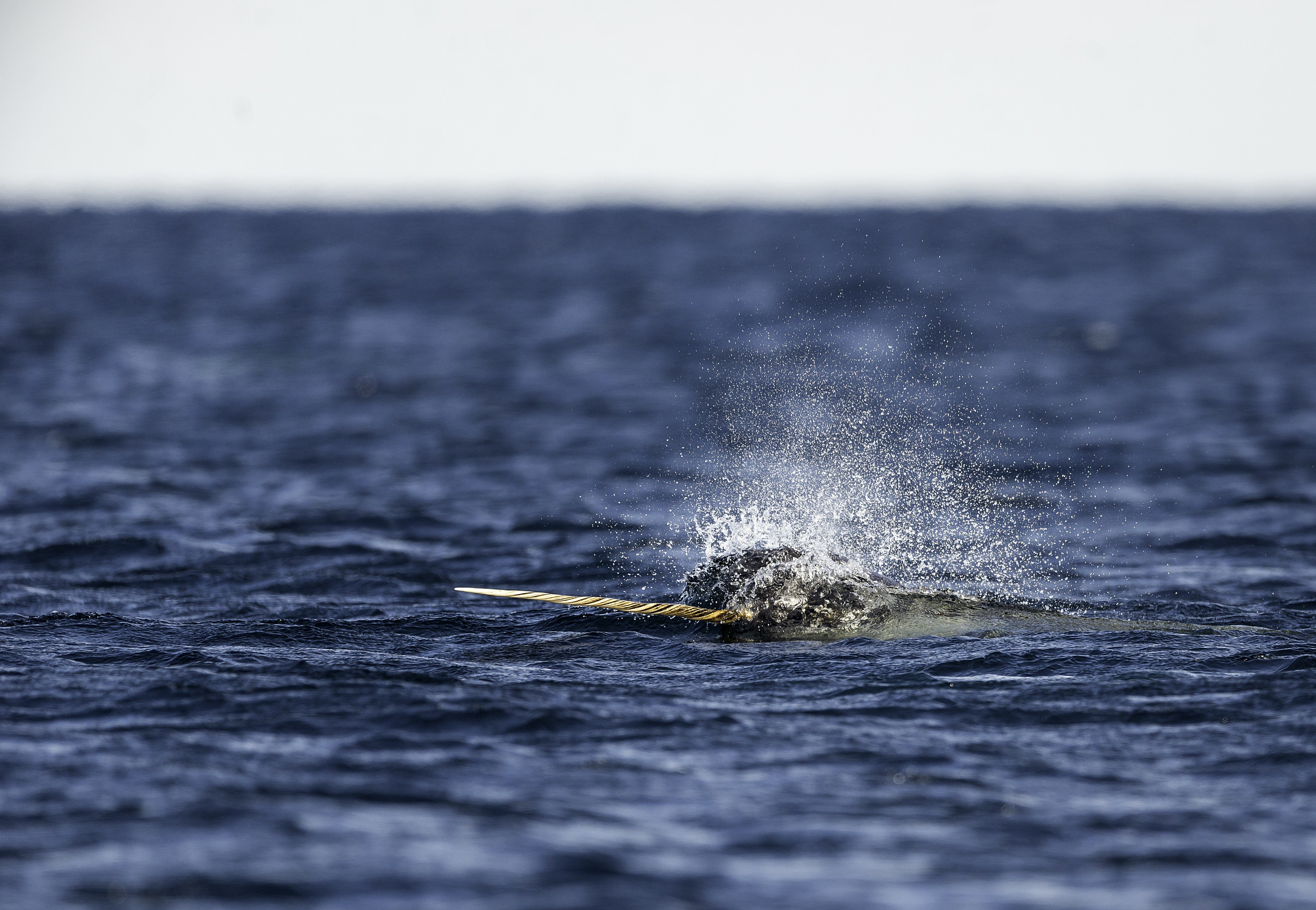 Narwhal surfaces, spraying water, in expansive ocean.