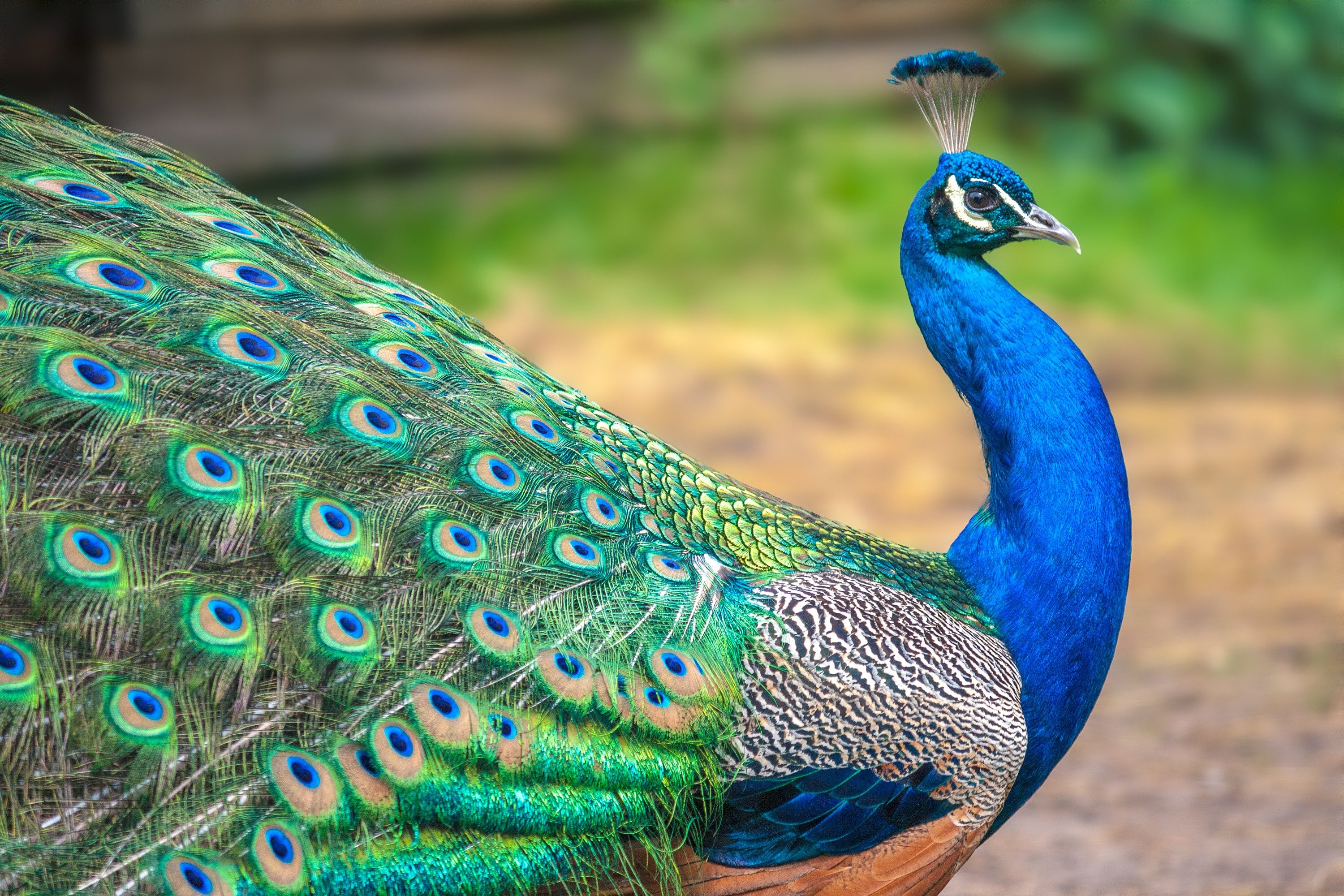 Peacock stands displaying vibrant, colorful feathers with eye-like patterns; blurred garden background.