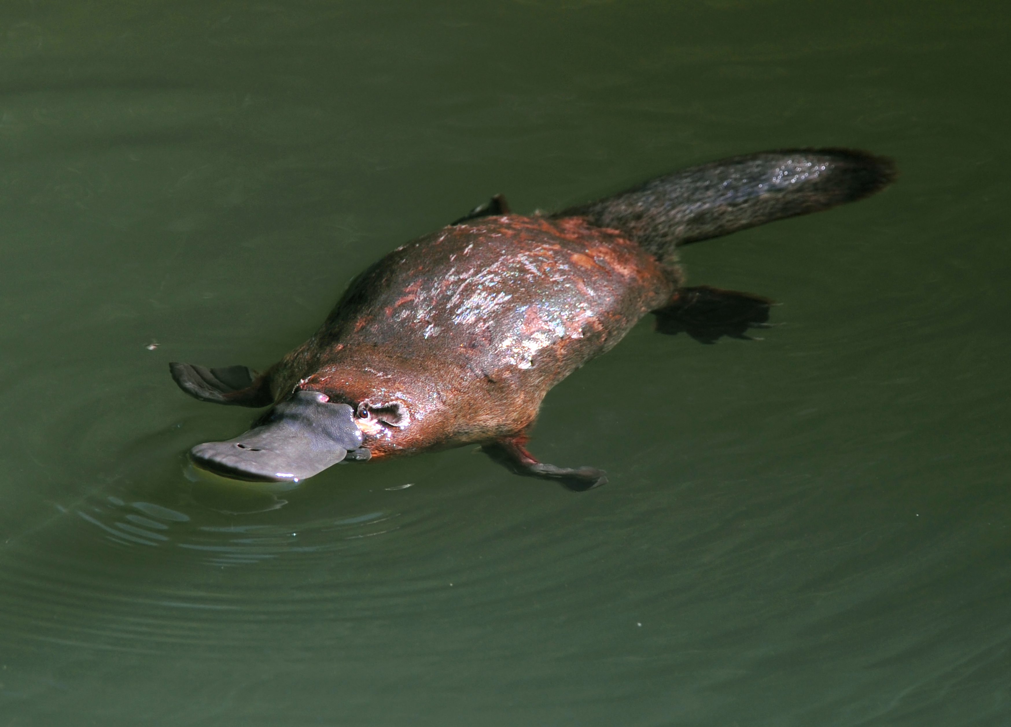 Platypus swims in murky water; its distinctive flat bill and webbed feet are visible as it glides smoothly.