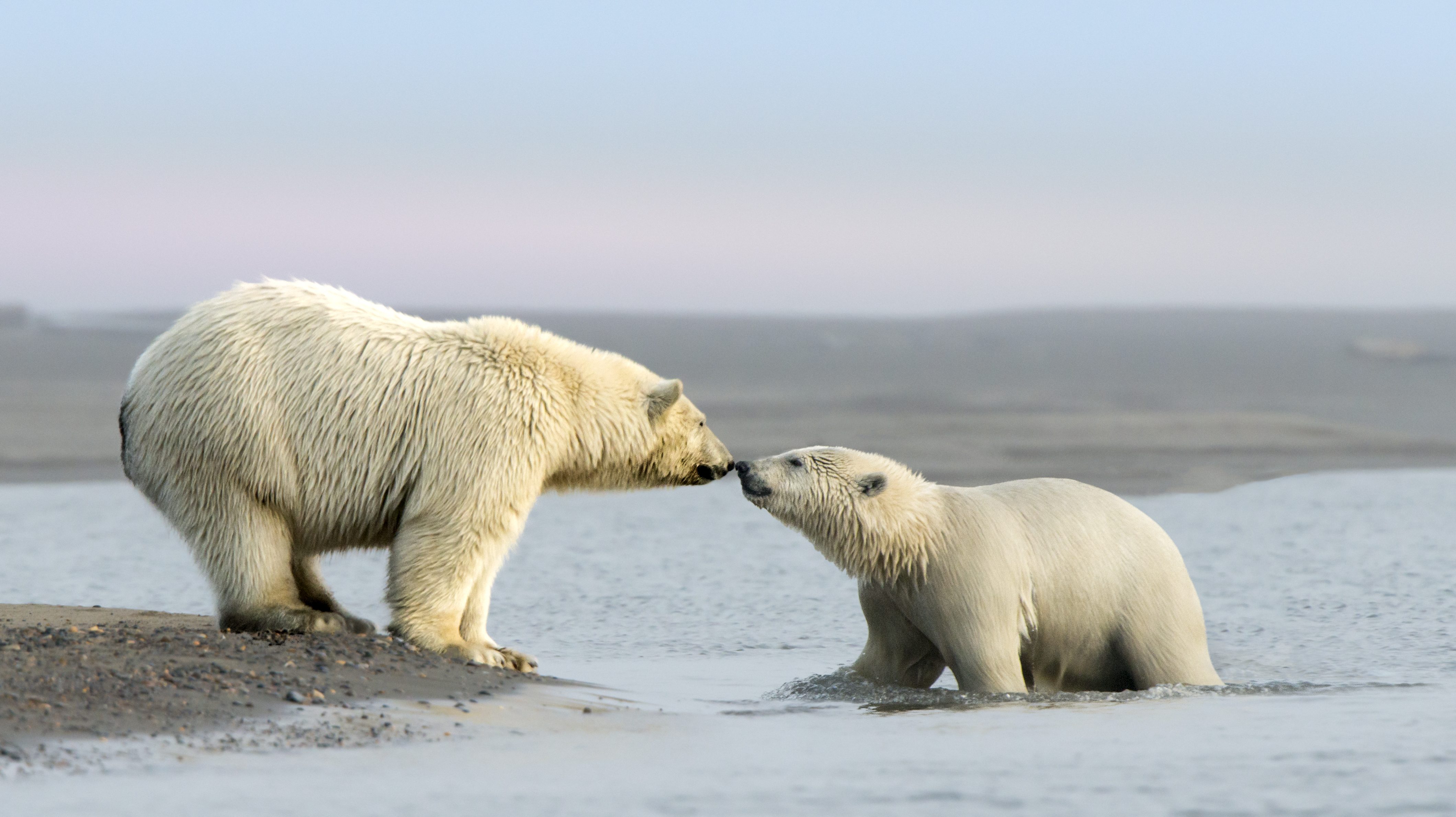 Two polar bears nuzzle each other; one stands on a rocky shore, while the other is partially submerged in water under a cloudy sky.