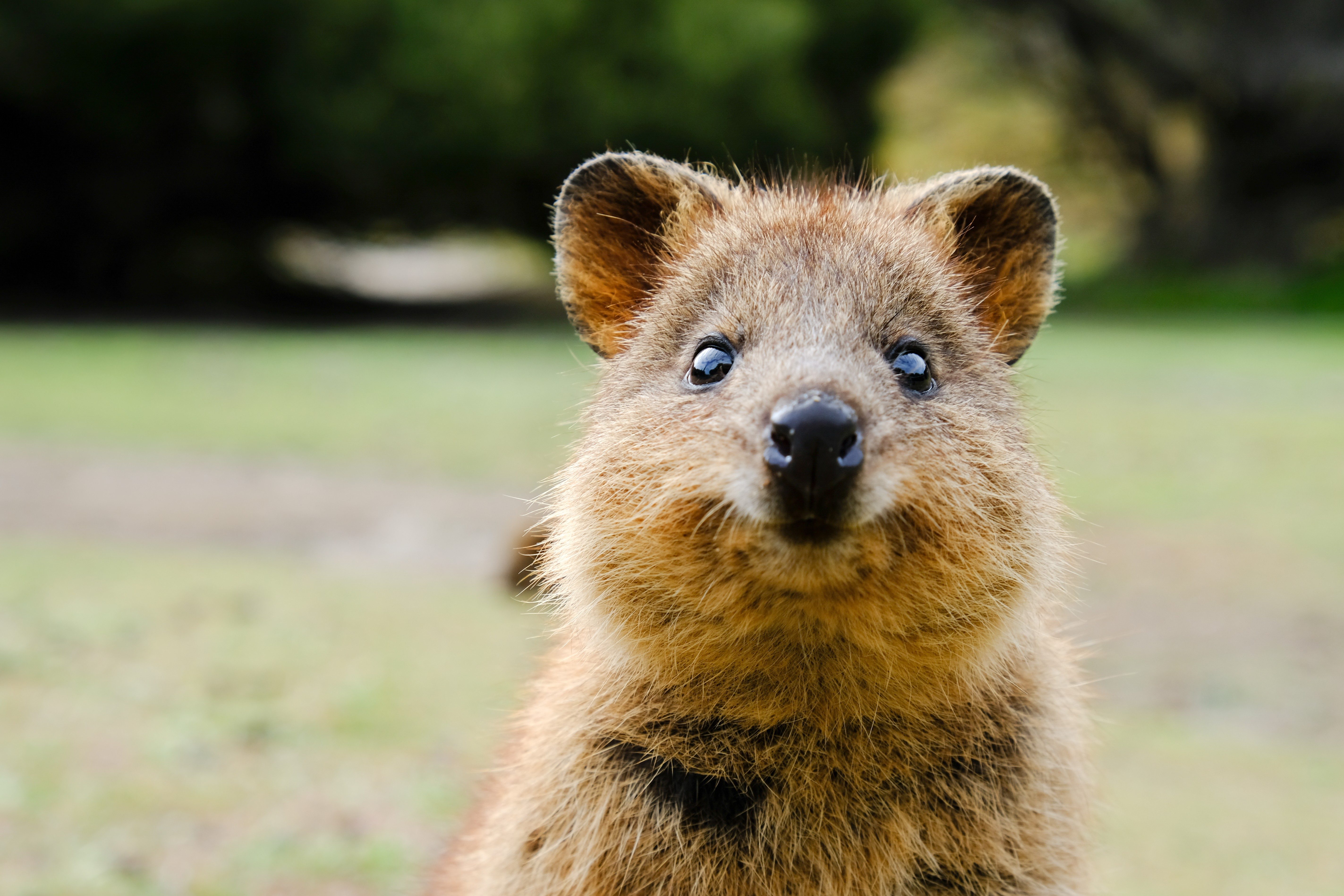 Quokka stands looking forward, surrounded by a blurred green natural background.