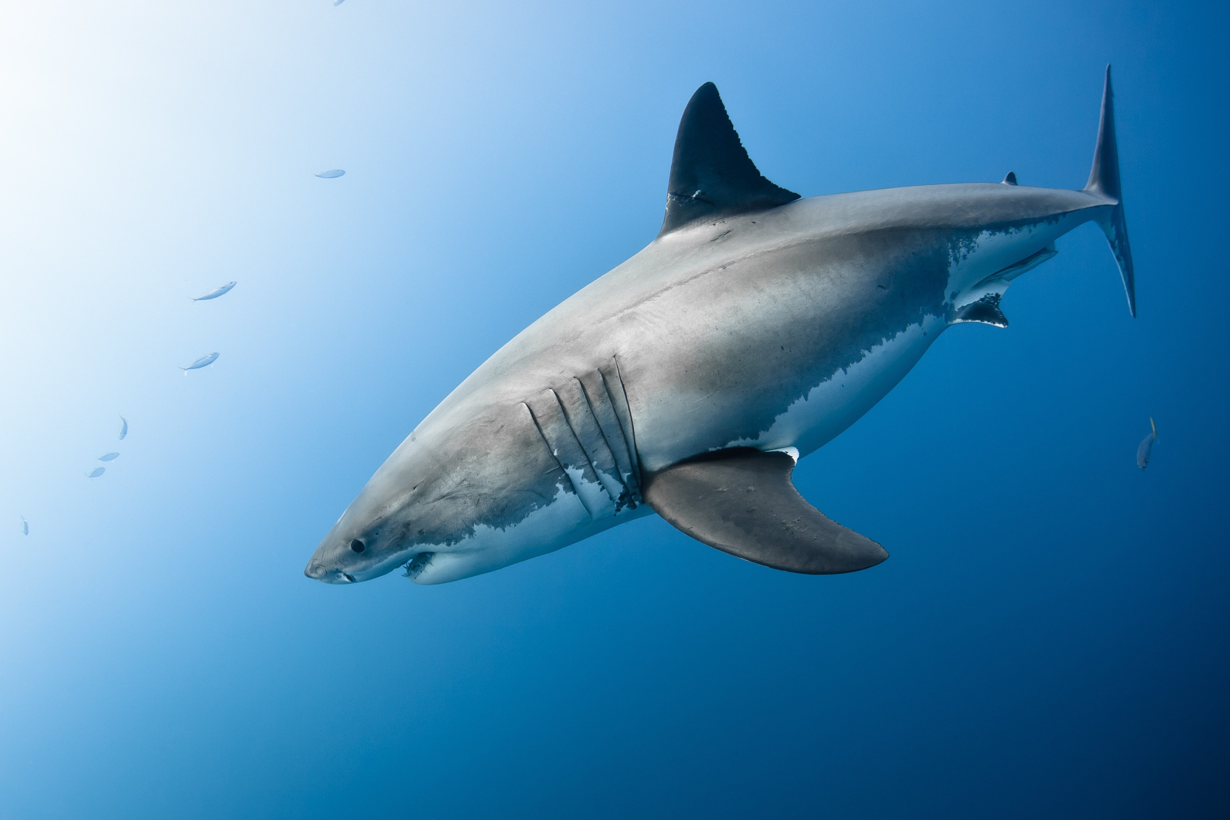 A large shark swims gracefully in clear blue ocean water, with small fish scattered nearby.