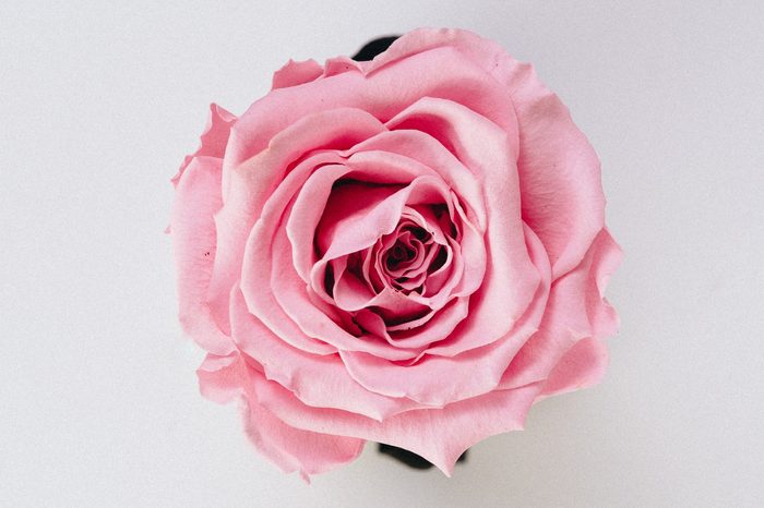 rose pink