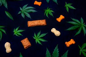 dog treats cannabis CBD