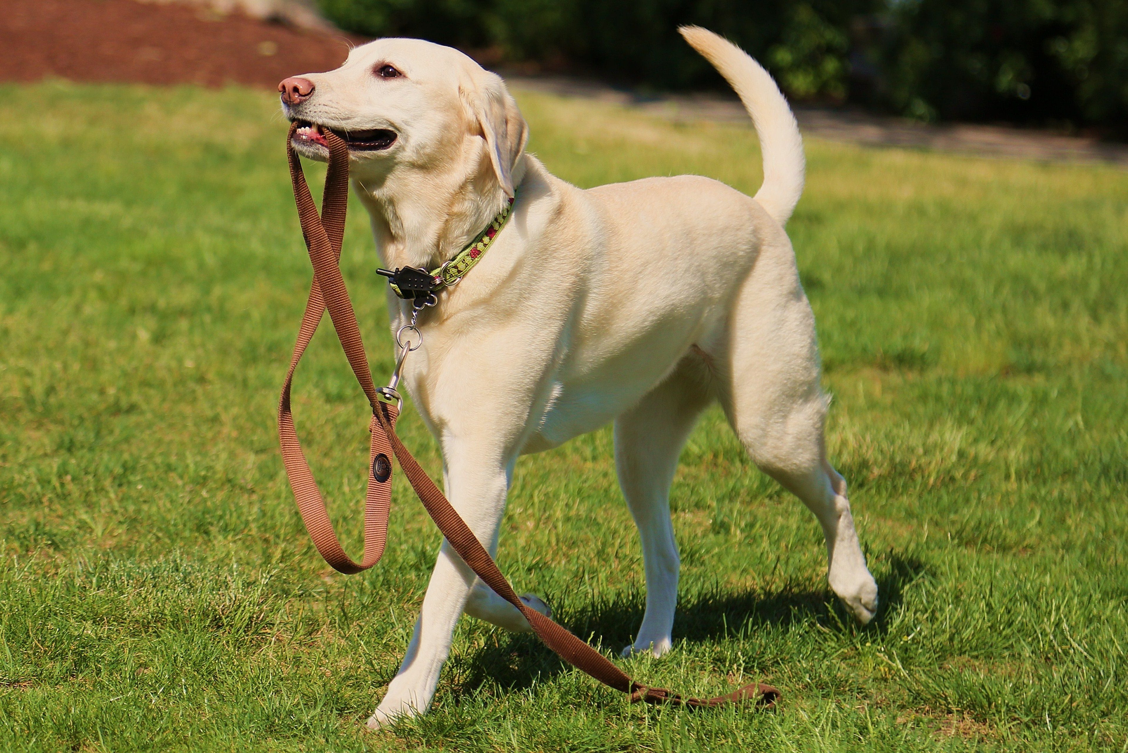 Yellow Lab