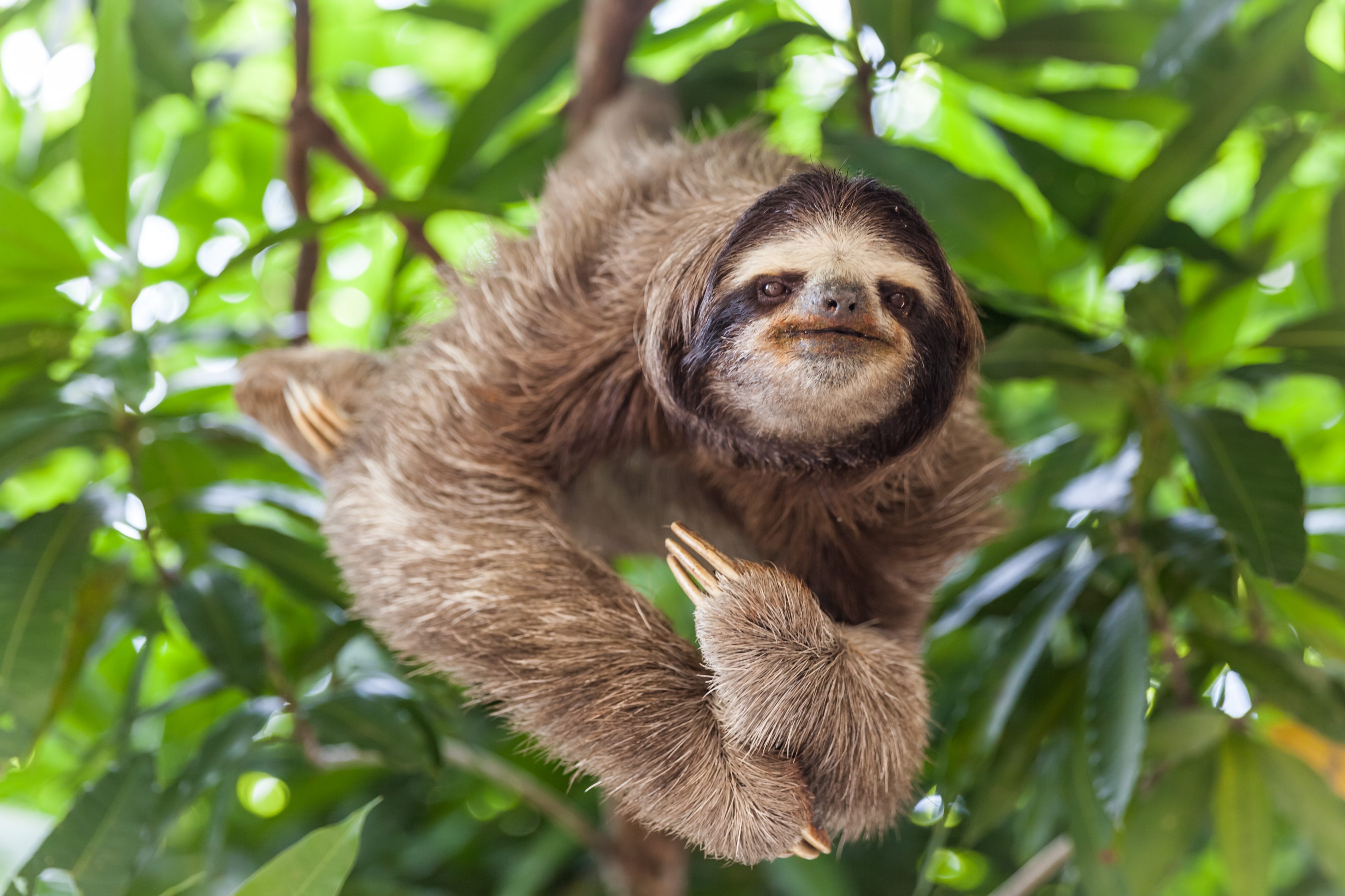Sloth hangs from branch, surrounded by lush green leaves, appearing relaxed and content.
