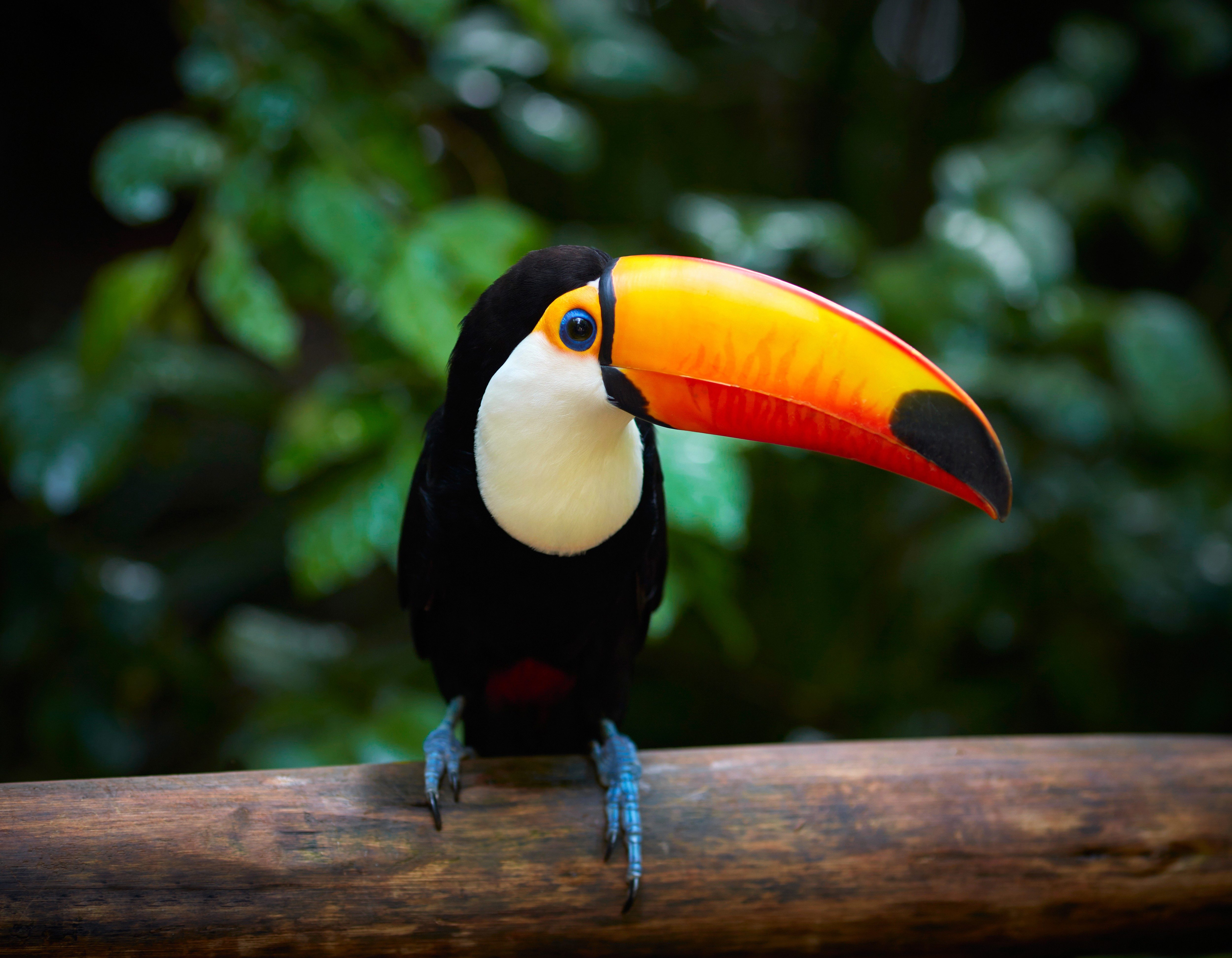 Toucan perched on a wooden branch, surrounded by lush, green foliage.