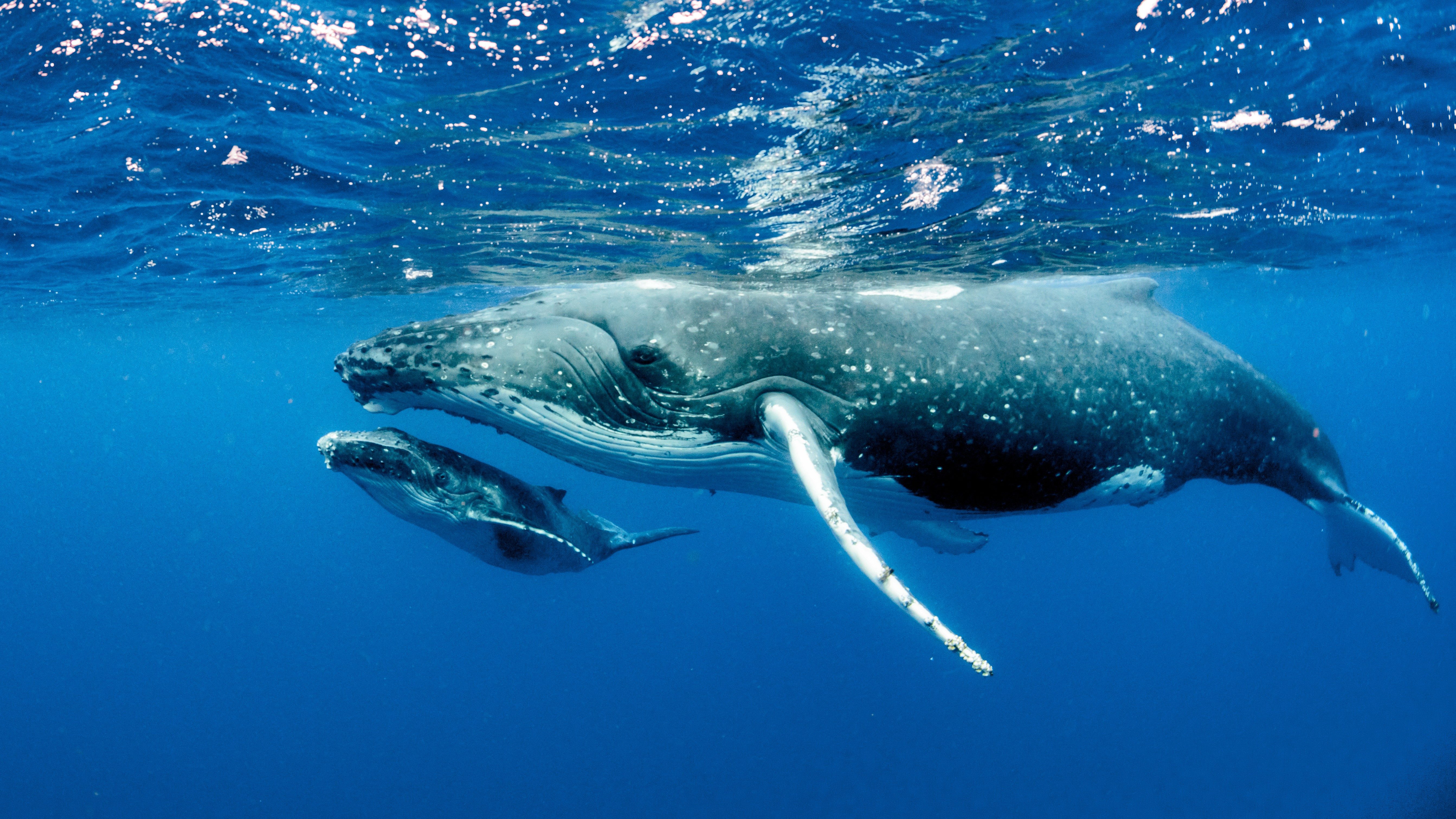 Two humpback whales swim together gracefully in a clear, deep ocean.