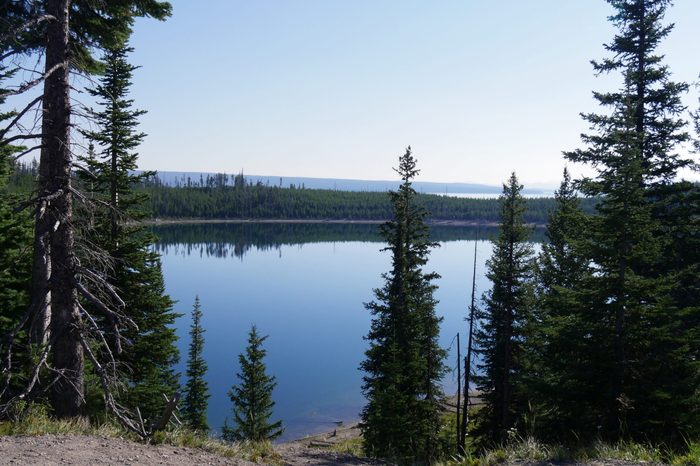 Scenic view at Lake Yellowstone with pine trees along the bank, Yellowstone National Park, Wyoming, USA.