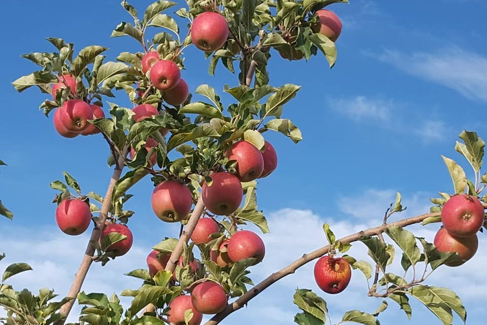 Tyler's Rocky Point Orchard, Emmett