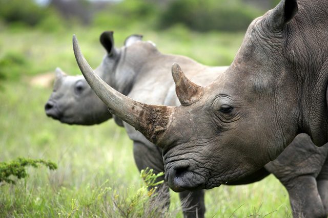 Rhinos stand together, facing forward, in a grassy landscape with blurred green bushes in the background.