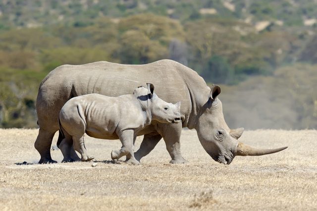 Rhinoceros and calf walk side by side on a dry grassy plain, surrounded by blurred greenery in the background.