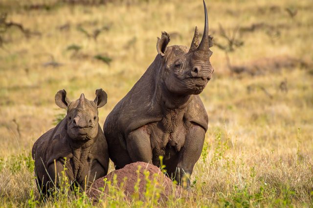 Rhinos standing together in a grassy field, surrounded by dry vegetation and sparse greenery.
