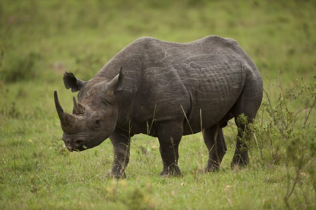 A rhino stands grazing in a grassy field, surrounded by sparse shrubs and a lush green background.