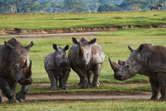 Rhinos walk together on grassy plains with distant trees and a zebra in the background.