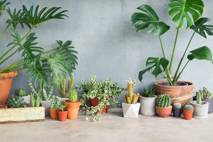 Houseplant and cactus at home.