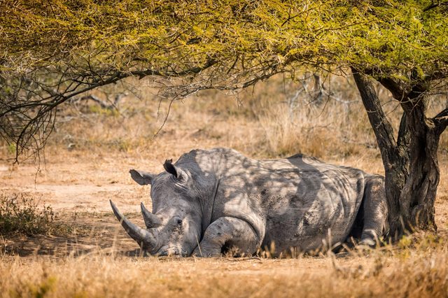 Rhino resting under a tree, surrounded by a dry, grassy landscape.
