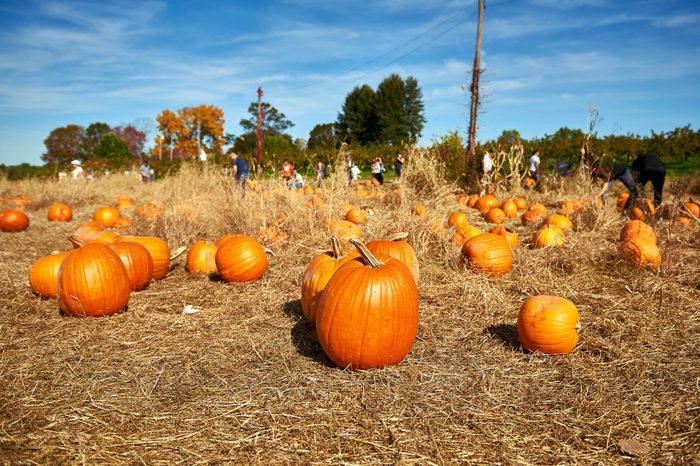 Pile of orange pumpkins sit in field ready for pickup. Families are picking pumpkins on a farm. Autumn colors