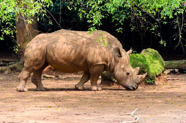 Rhinoceros grazes on sandy ground, surrounded by lush green trees and mossy rocks.