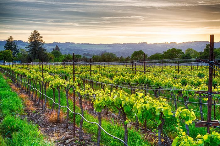 Sunset over vineyards in California's wine country. Sonoma county, California