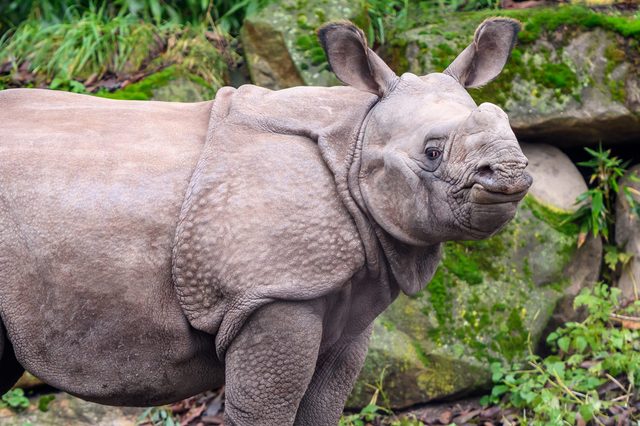 A young rhinoceros stands, facing forward, amid a lush green backdrop of rocks and plants.