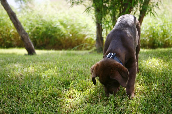Chocolate Labrador Retriever Puppy