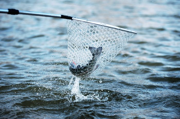 Fishing. Trout is caught in fishing net. Dramatic.