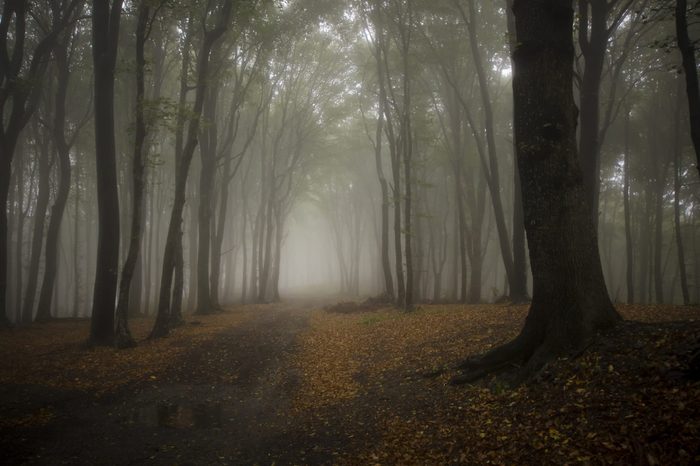 fog in a dark forest