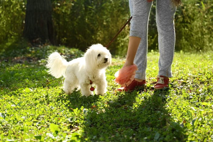 Woman gathering dog poo in park